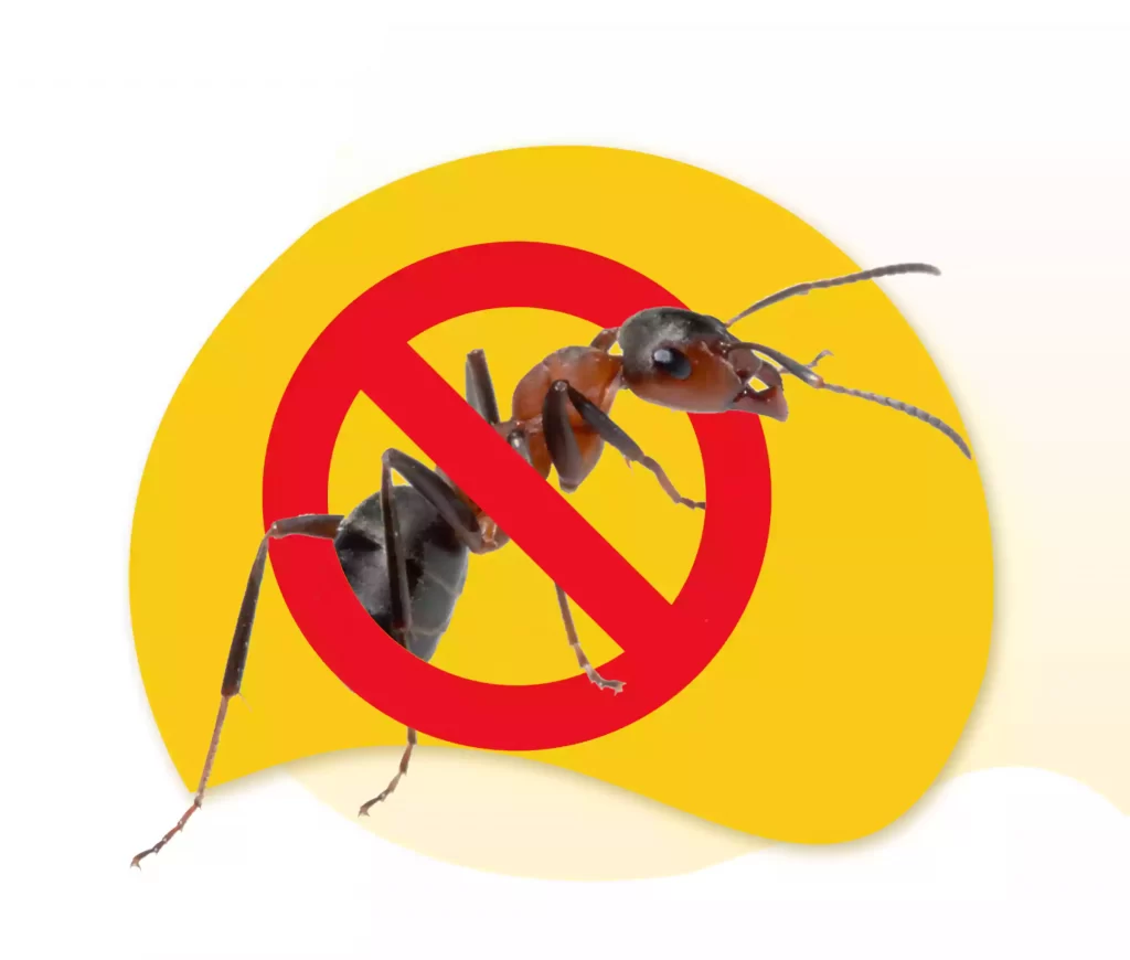 Effective Ant Control Methods for Cincinnati, Ohio Residents Sheds Home